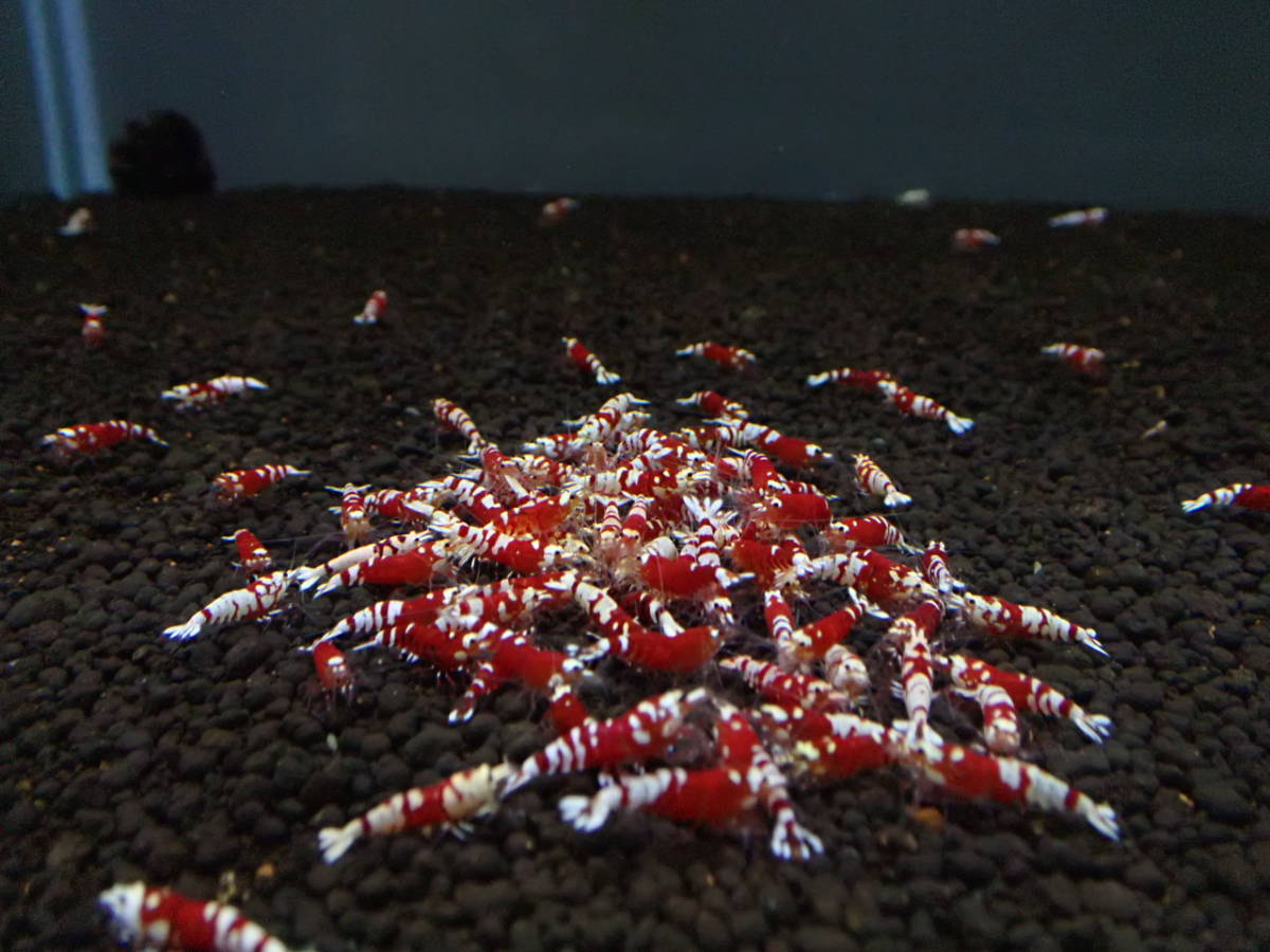 【ローキーズ埼玉：水槽整理！】タイガービー 30匹＋α（赤太極、ロー～ミドルグレード）★5/19・5/20発送限定★送料半額650円♪