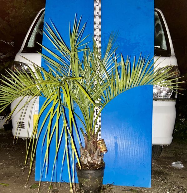 5 ココスヤシ【特選】リゾート ロックガーデン 耐寒 耐陰 観葉植物 花