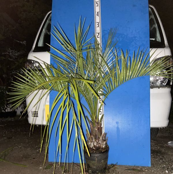 5 ココスヤシ【特選】リゾート ロックガーデン 耐寒 耐陰 観葉植物 花