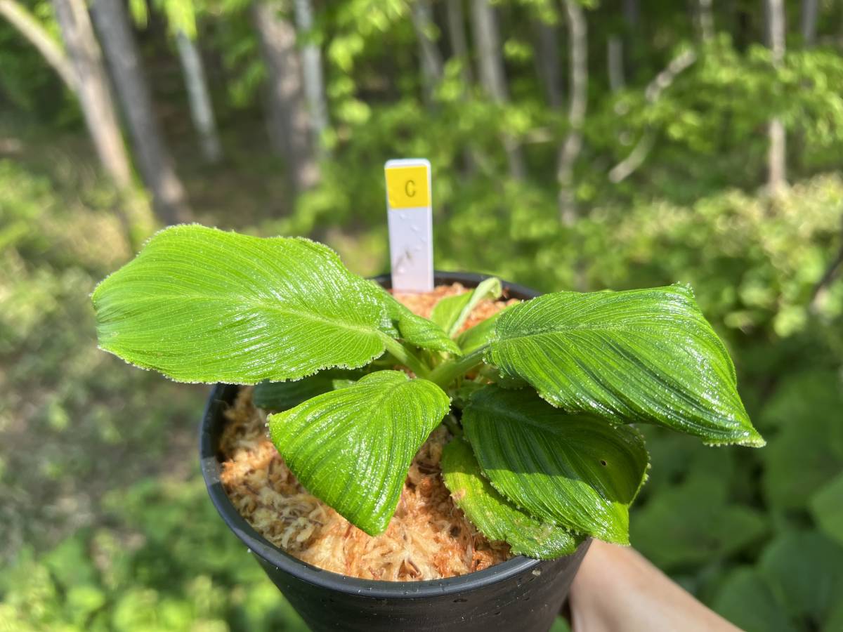 Homalomena squamis-draconis Riau sumatera　C・ホマロメナ・観葉植物・熱帯植物・パルダリウム・ビバリウム・山野草・ラン