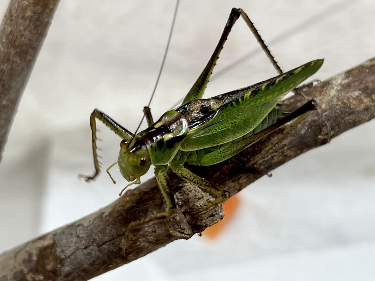 直筆サイン・自画像 昭和のコメディアン ☆ 古川緑波 古川ロッパ