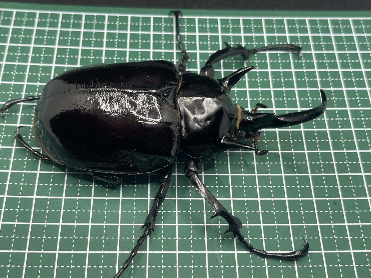 特大 マルスゾウカブト 120mm ペア マルスゾウカブト ♂100mm前後 単品 マルスゾウカブト ♂100 メガソマ