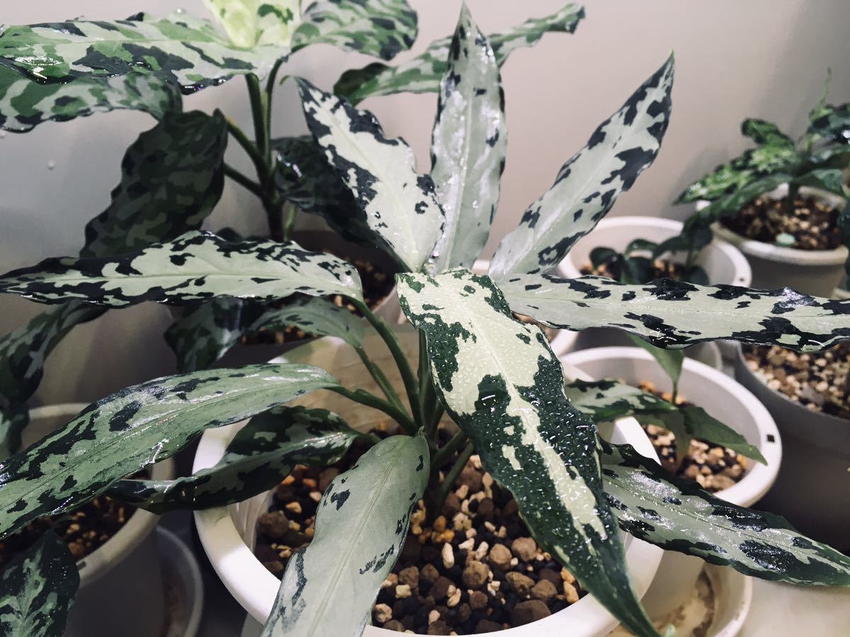 LA便 R産地Aglaonema pictumしるば〜らいんaceh sumateraLA0318-04R