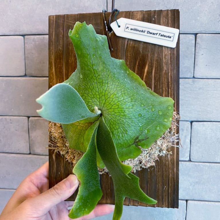ビカクシダ Platycerium willinckii 'Dwarf Tatsuta' 【公式通販】