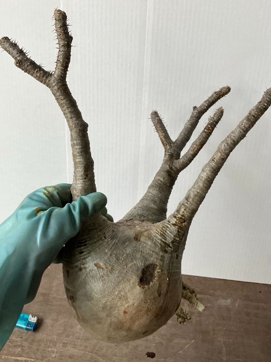 ソ2088 「塊根植物」パキポディウム グラキリス ML 抜き苗【最新到着