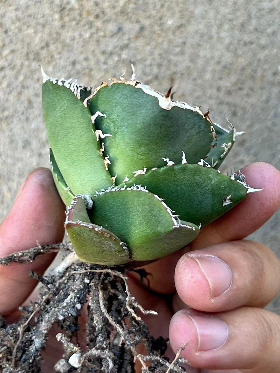 アガベ チタノタ ジャガーノート 純血 ⁄ Agave titanota 'Juggernau