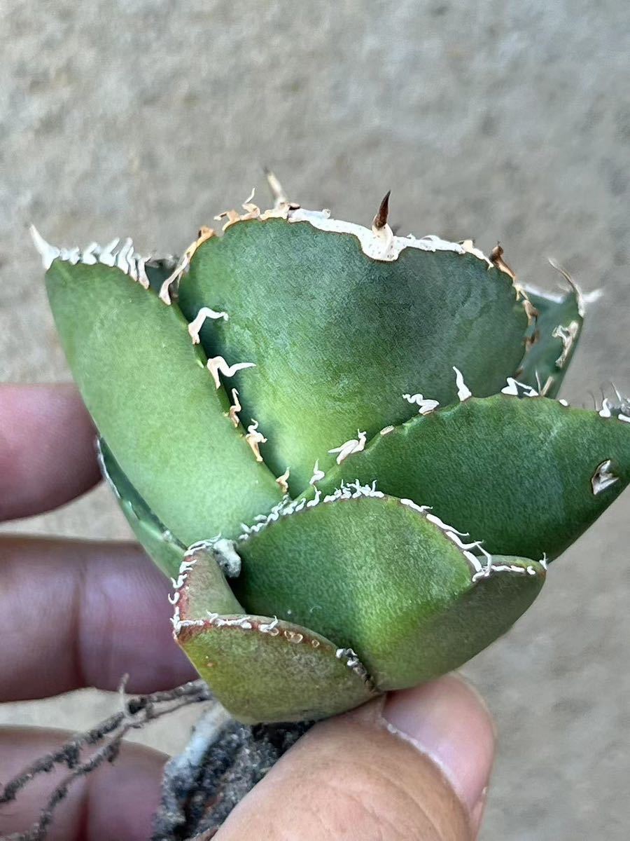 H-6-5瀧將plant多肉植物 アガベ ジャガーノート G1【瀧將plant】多肉