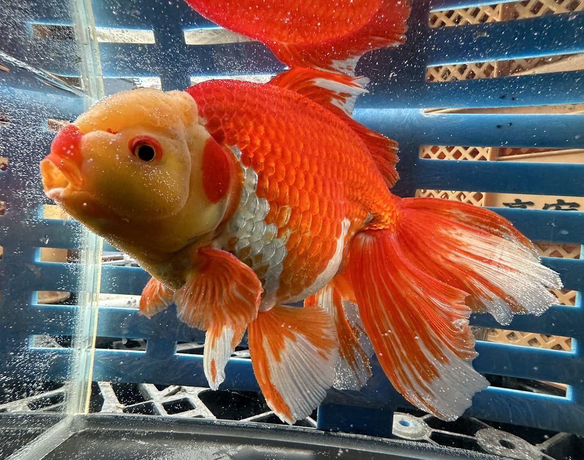 上物 S級 ジャンボ獅子頭 3歳 28センチ メス 更紗 錦坂本産 金魚 