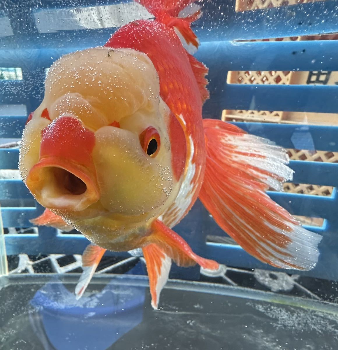 上物 S級 ジャンボ獅子頭 3歳 28センチ メス 更紗 錦坂本産 金魚 