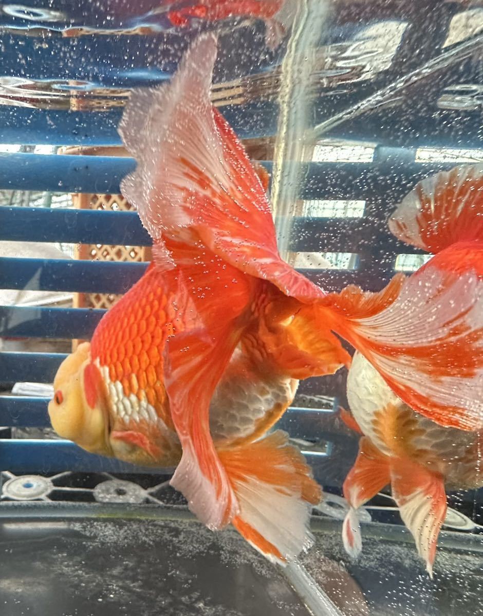 上物 S級 ジャンボ獅子頭 3歳 28センチ メス 更紗 錦坂本産 金魚 