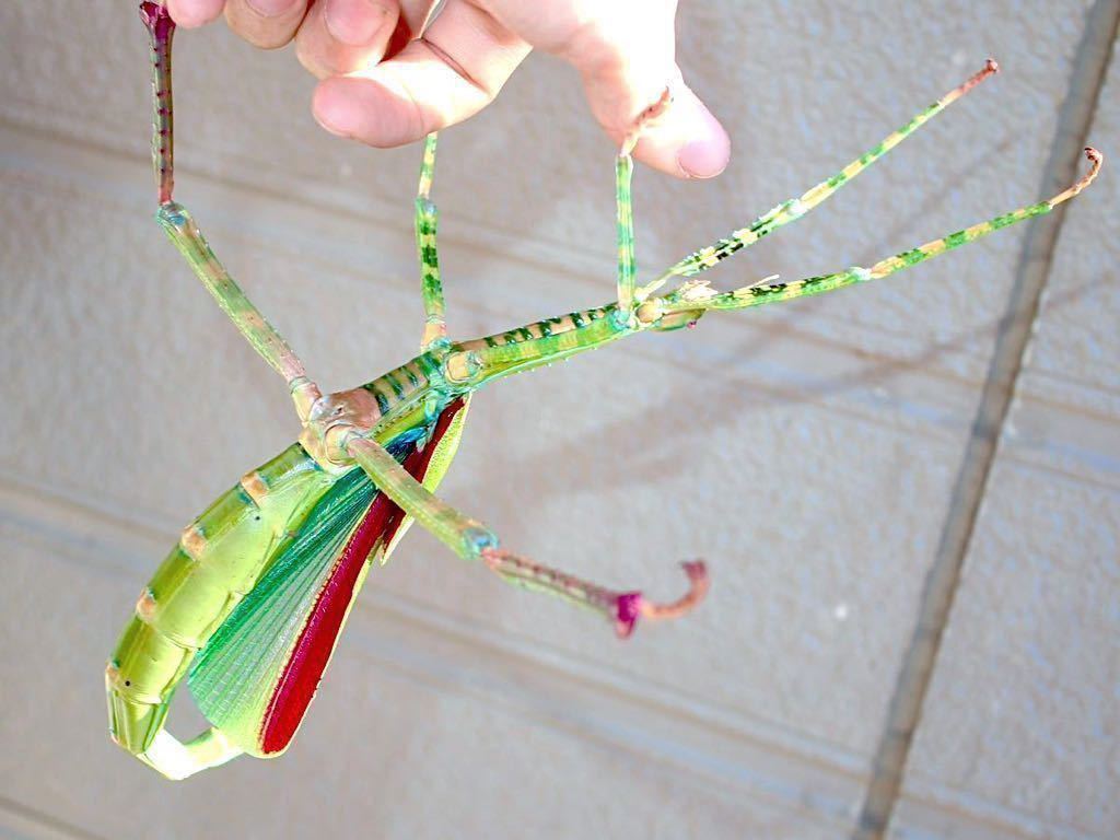 ゴライアスオオトビナナフシ 卵50個 Eurycnema versirubra Timor