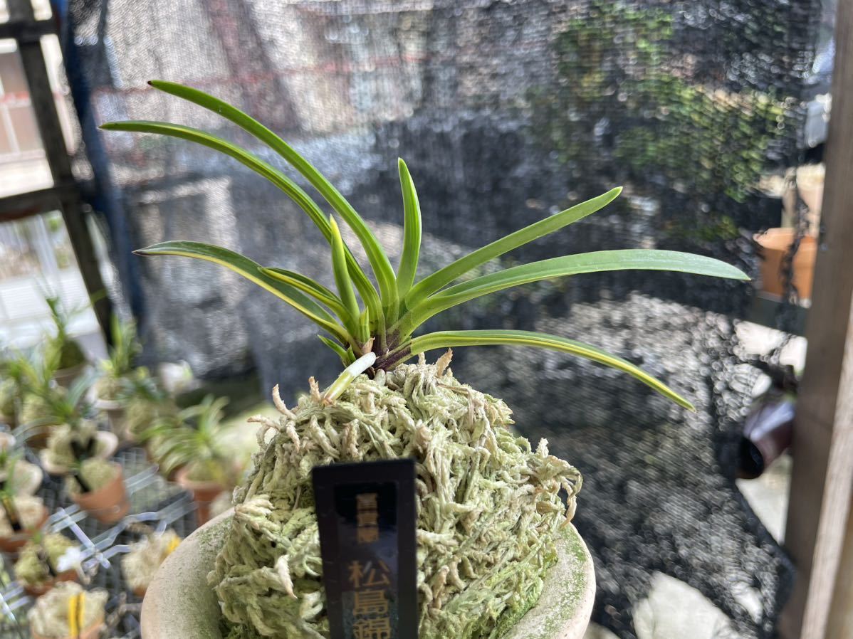 富貴蘭 【松島錦】希少(ラン)｜売買されたオークション情報、Yahoo
