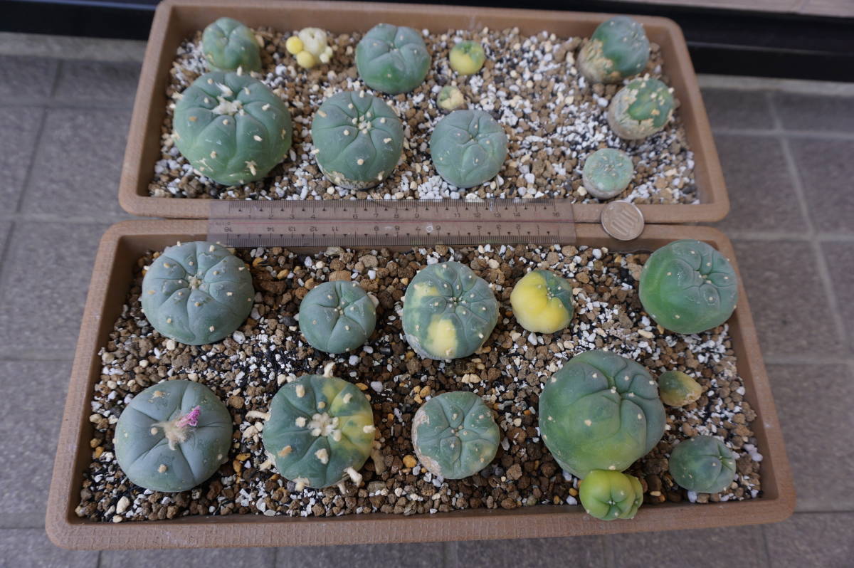 サボテン（銀冠玉2鉢、実生）、大きさ２～５㎝、２０個_1