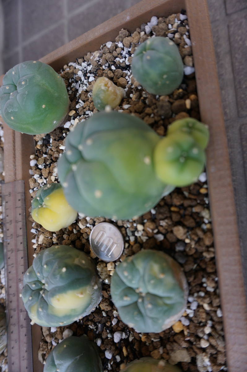 サボテン（銀冠玉2鉢、実生）、大きさ２～５㎝、２０個_10