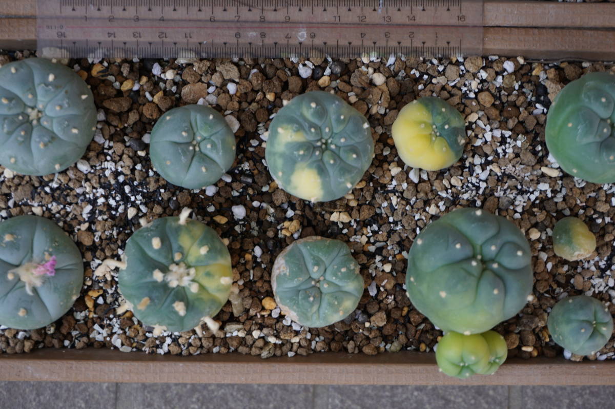 サボテン（銀冠玉2鉢、実生）、大きさ２～５㎝、２０個_2