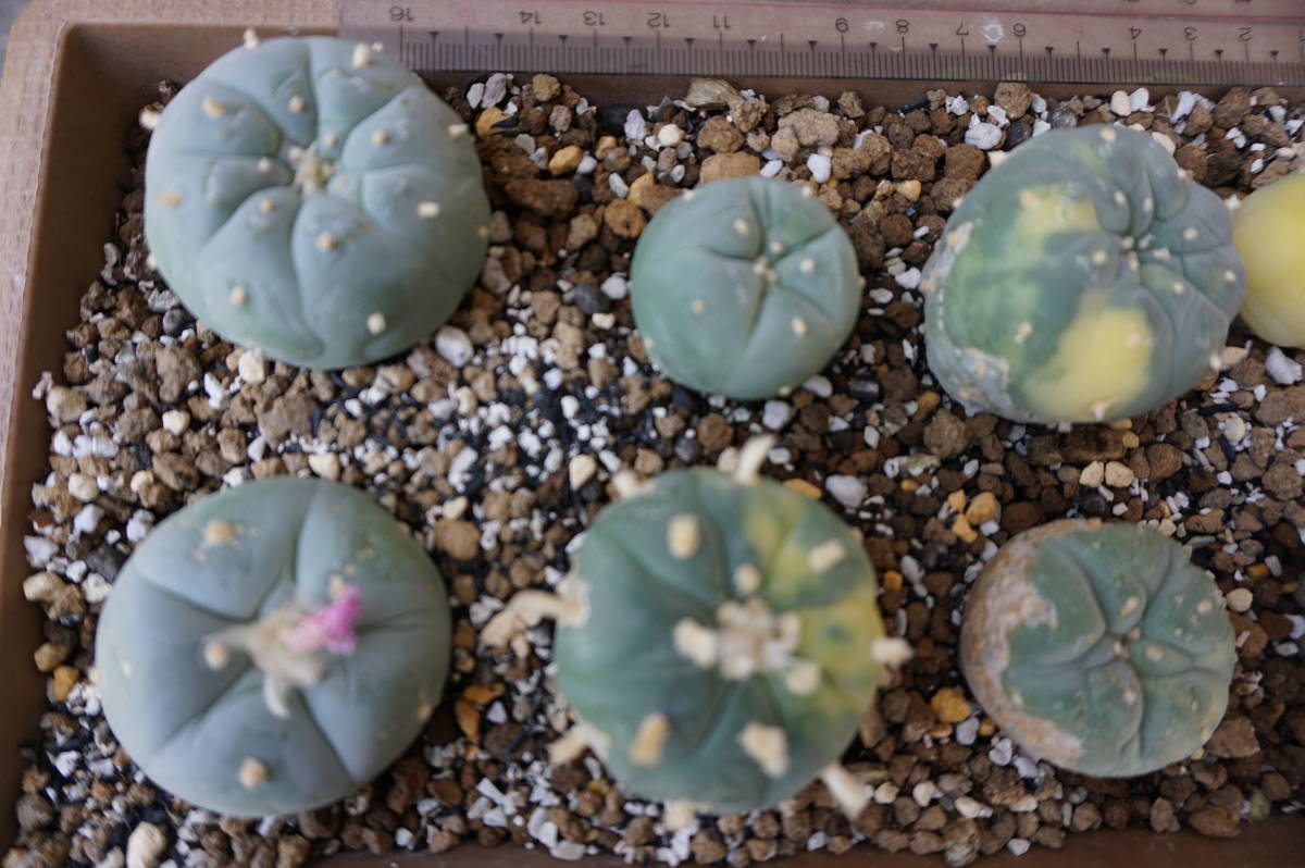 サボテン（銀冠玉2鉢、実生）、大きさ２～５㎝、２０個_3
