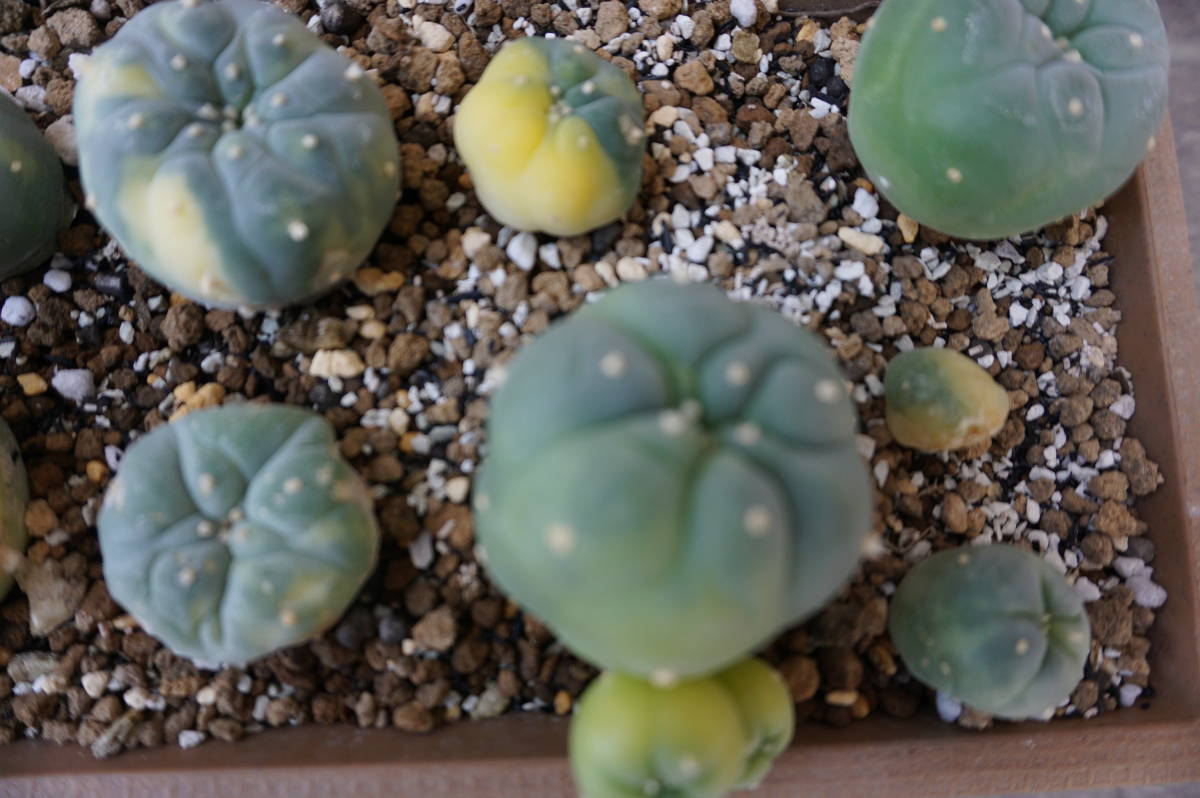 サボテン（銀冠玉2鉢、実生）、大きさ２～５㎝、２０個_4