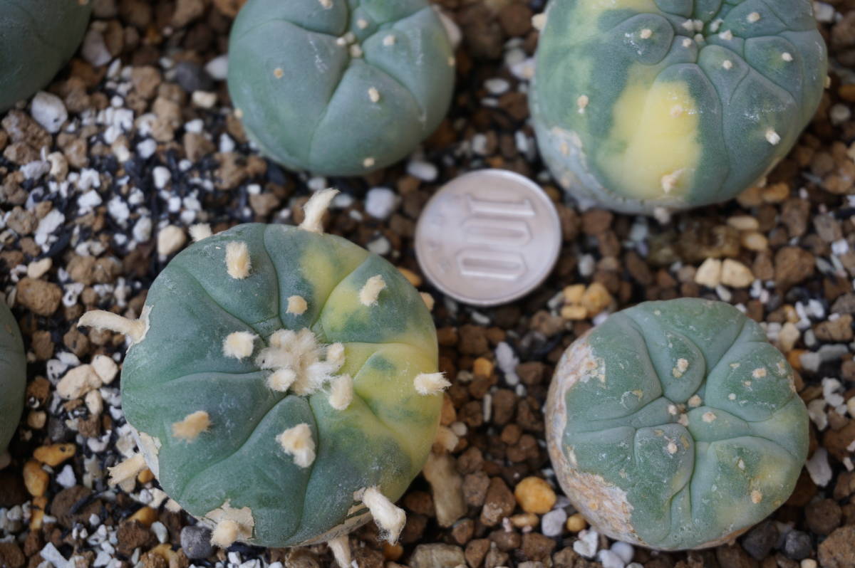 サボテン（銀冠玉2鉢、実生）、大きさ２～５㎝、２０個_5