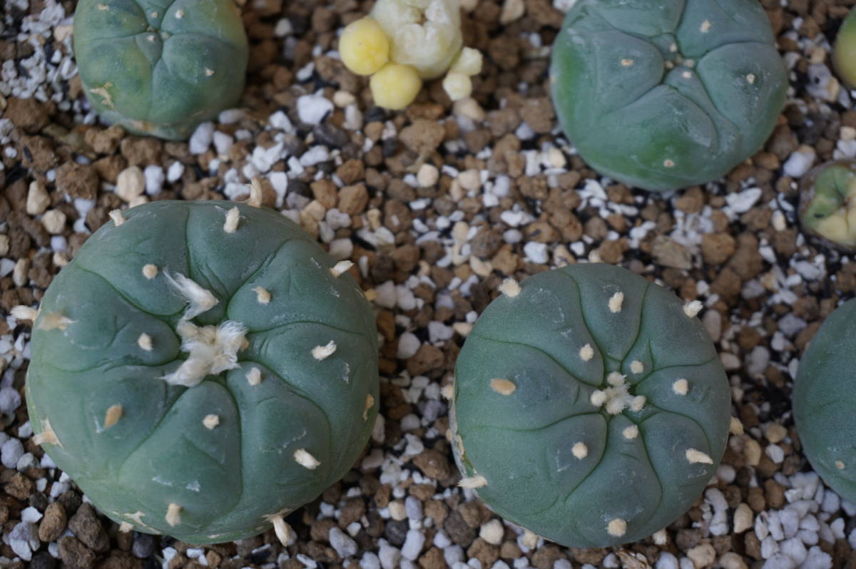 サボテン（銀冠玉2鉢、実生）、大きさ２～５㎝、２０個_6