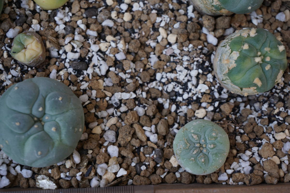 サボテン（銀冠玉2鉢、実生）、大きさ２～５㎝、２０個_7