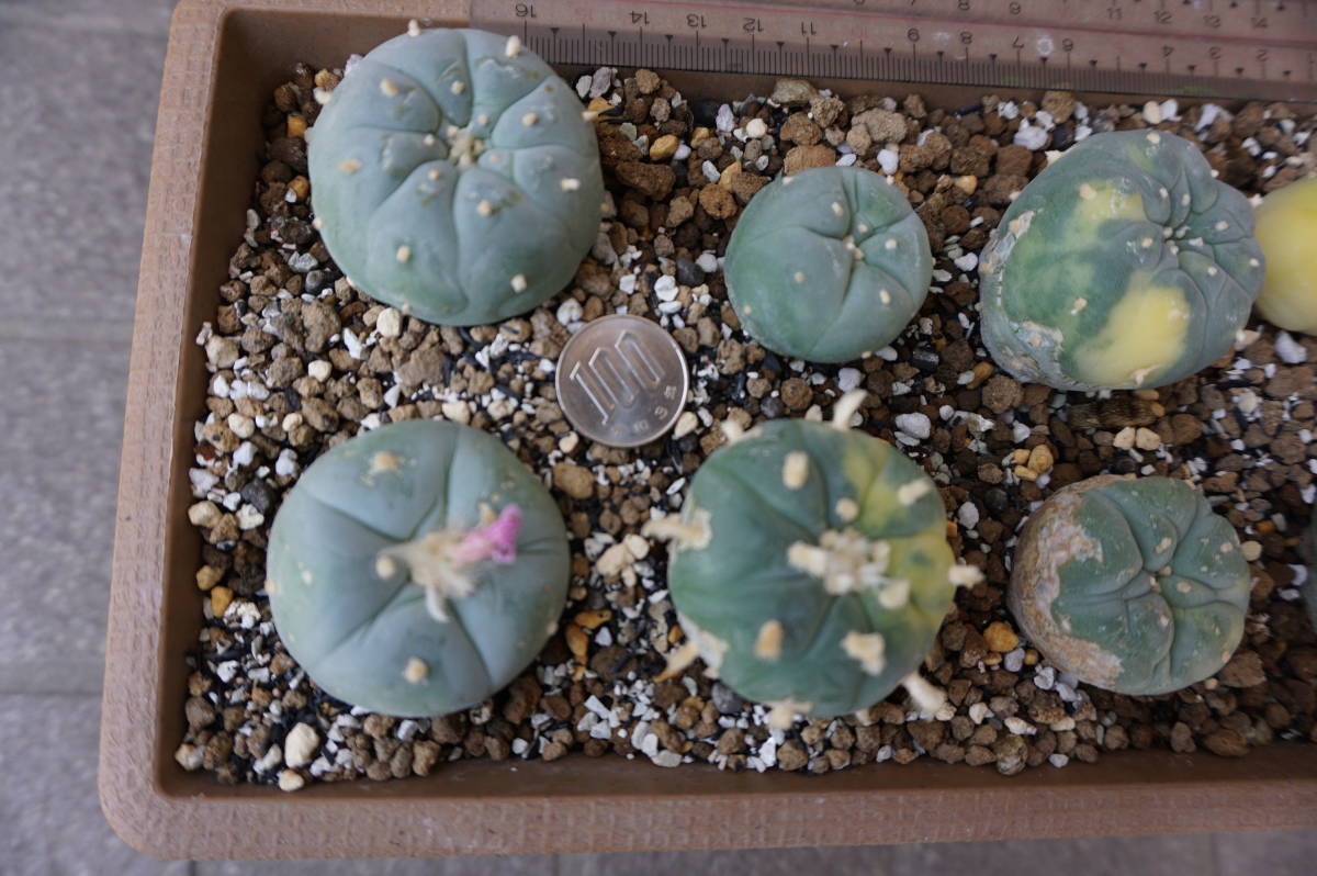 サボテン（銀冠玉2鉢、実生）、大きさ２～５㎝、２０個_8