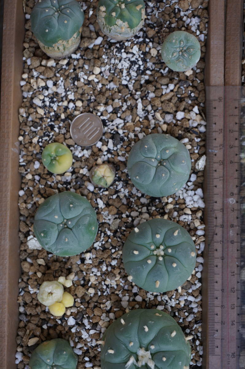 サボテン（銀冠玉2鉢、実生）、大きさ２～５㎝、２０個_9