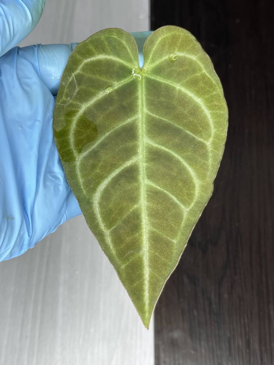 アンスリウム レガレ | Anthurium regale | アロカシア モンステラ