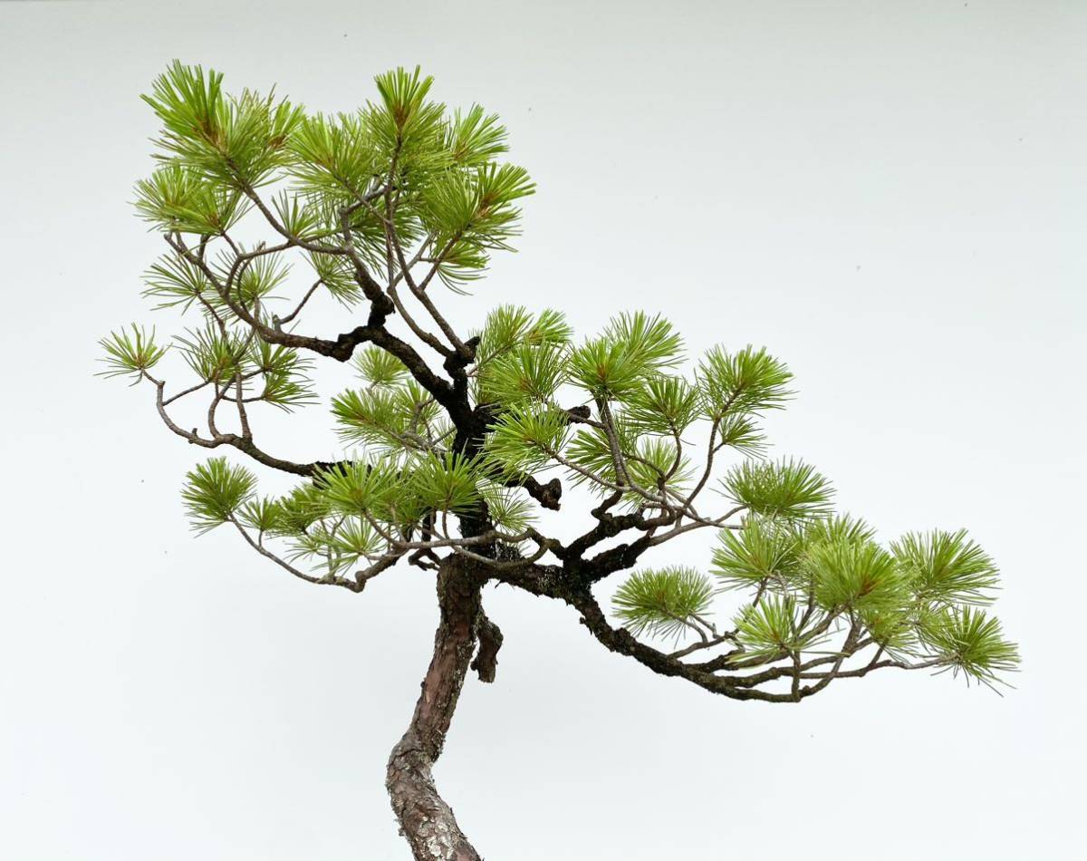 ☆盆栽☆ 赤石五葉松 A-5 樹齢70年以上 ☆愛媛県より発送☆ 【公式通販】