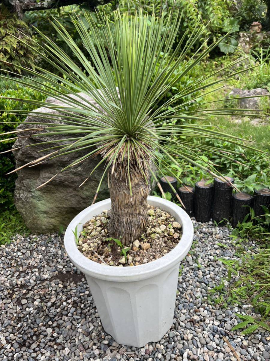 太株 10号鉢 レア ユッカ リネアリフォリア Yucca linearifoliaリネア