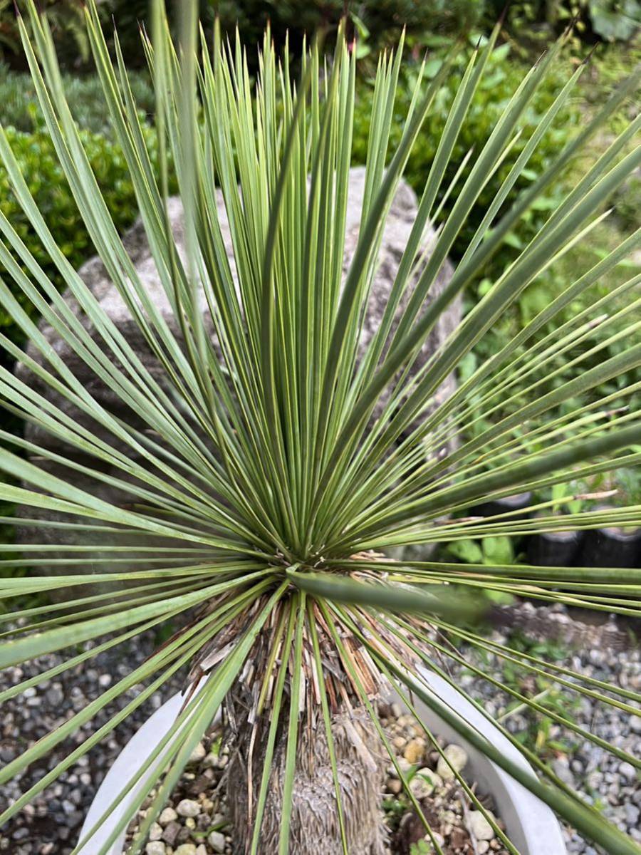 太株 10号鉢 レア ユッカ リネアリフォリア Yucca linearifoliaリネア