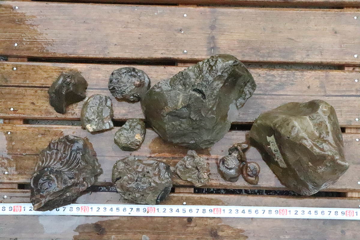 アンモナイト 化石 ノジュール 北海道産 複数セット 標本 異常巻き 