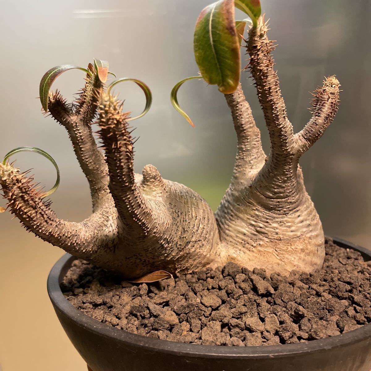 パキポディウムグラキリス2頭現地球