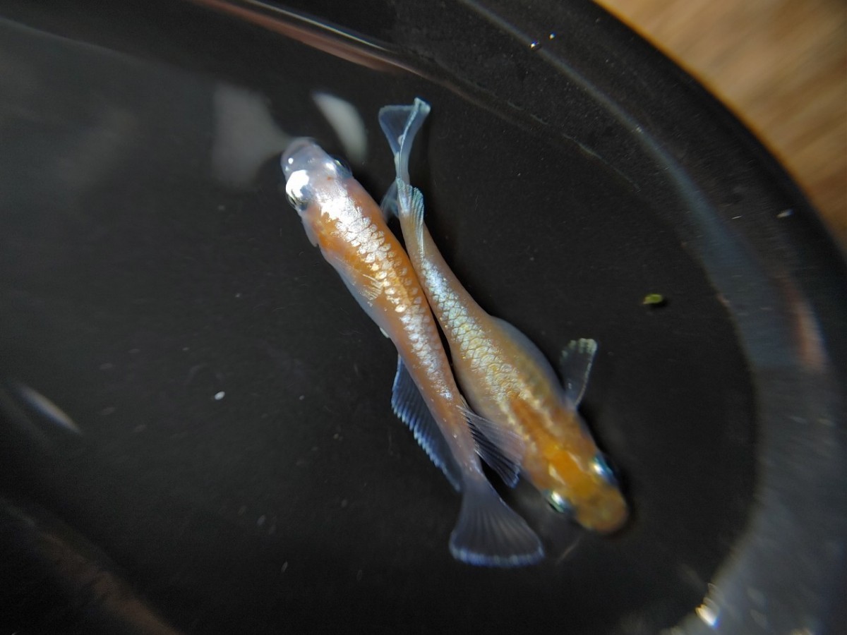 ブロンズ紅白 キッシングワイドフィン 稚魚10匹 紀州メダカ(めだか 