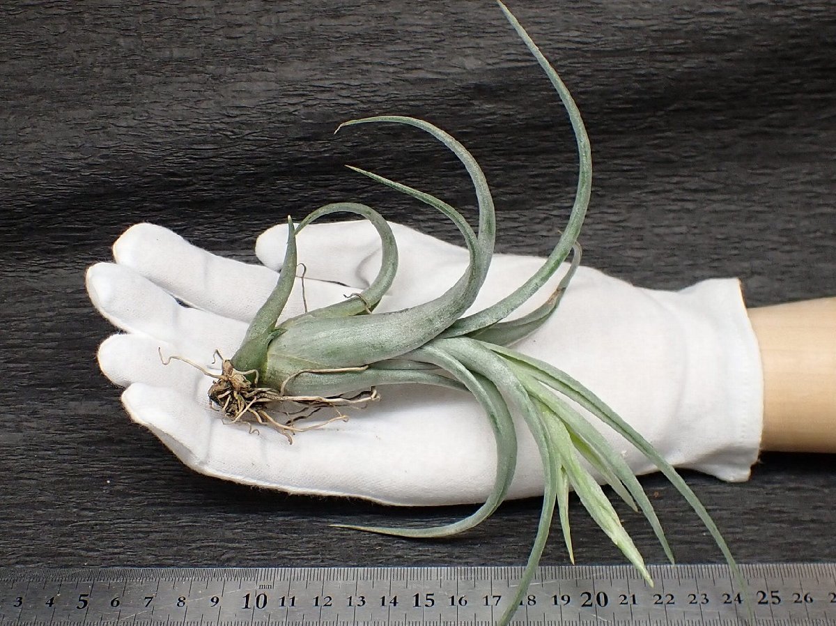 観葉植物 チランジア パウシフォリア スノーホワイト×ストレプト