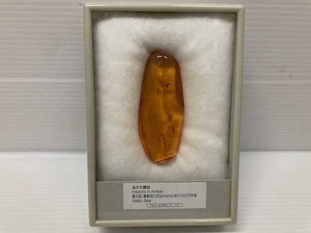 1311* TOKYO SCIENCE 虫入り 琥珀 樹脂の化石 古第三紀 約3000万年前