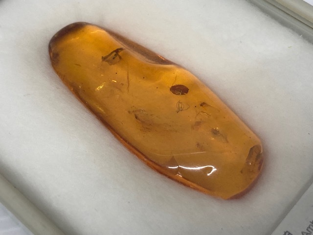 1311* TOKYO SCIENCE 虫入り 琥珀 樹脂の化石 古第三紀 約3000万年前