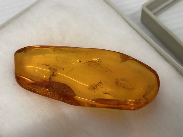 1311* TOKYO SCIENCE 虫入り 琥珀 樹脂の化石 古第三紀 約3000万年前