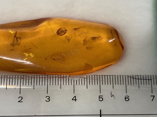 1311* TOKYO SCIENCE 虫入り 琥珀 樹脂の化石 古第三紀 約3000万年前