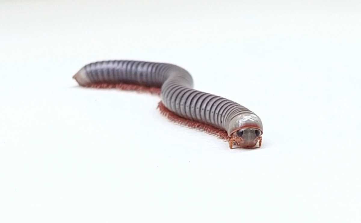 ブルーミリピード 即ブリアダルト1ペア】Tonkinbolus caudulanus 