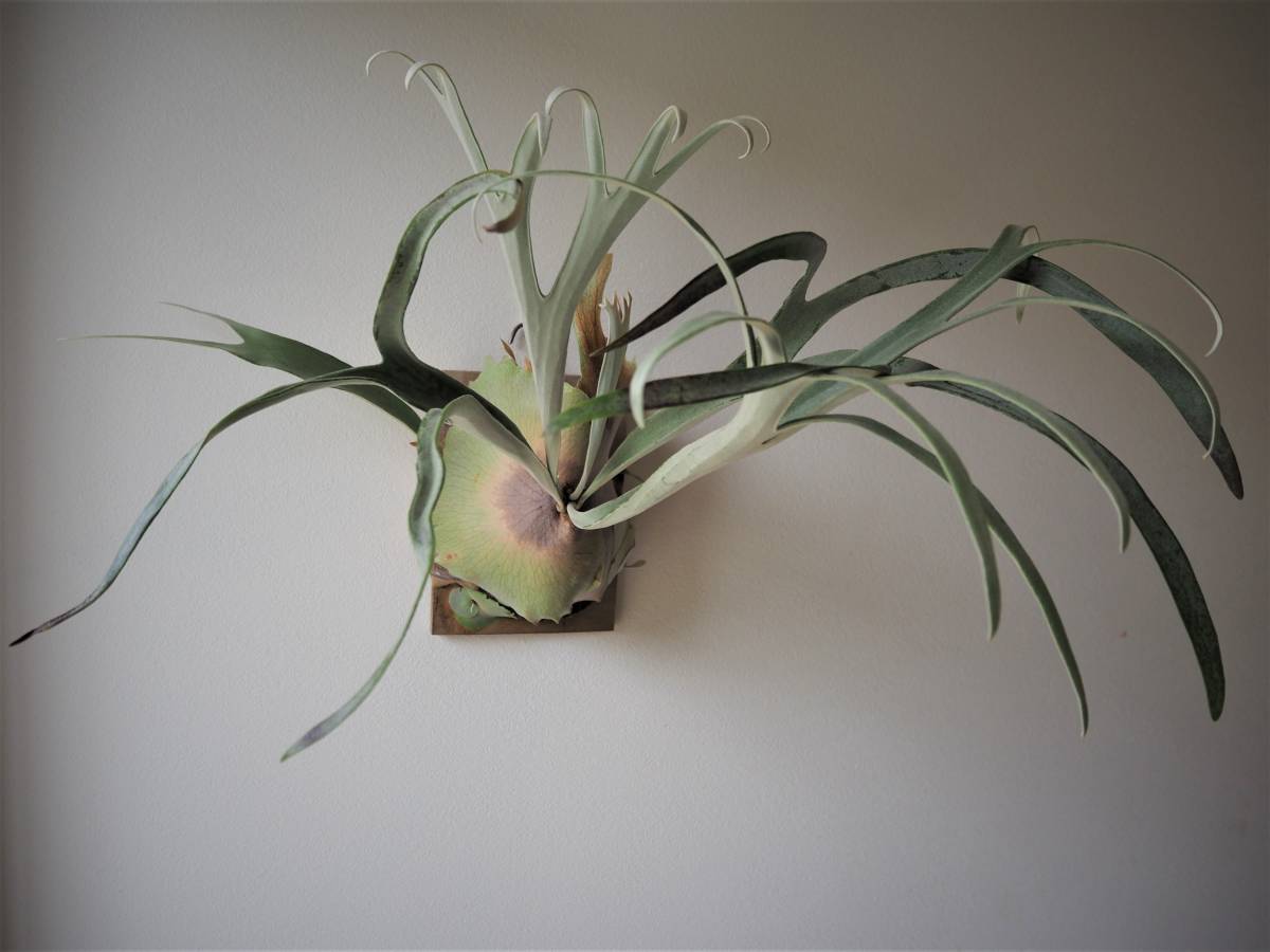 群生【backplain77】ビカクシダ Veitchii ILF sporeling コウモリラン Platycerium 麋角羊歯 こうもりらん willinckii hillii