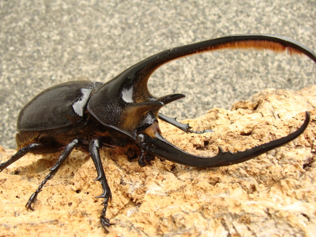 ☆GROW☆　ネプチューンオオカブト　初令　５頭　（５）