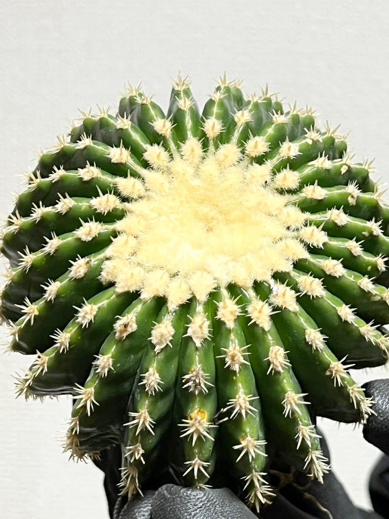 金鯱 Echinocactus grusonii | サボテン trigger ⁄ 多肉植物・サボテン