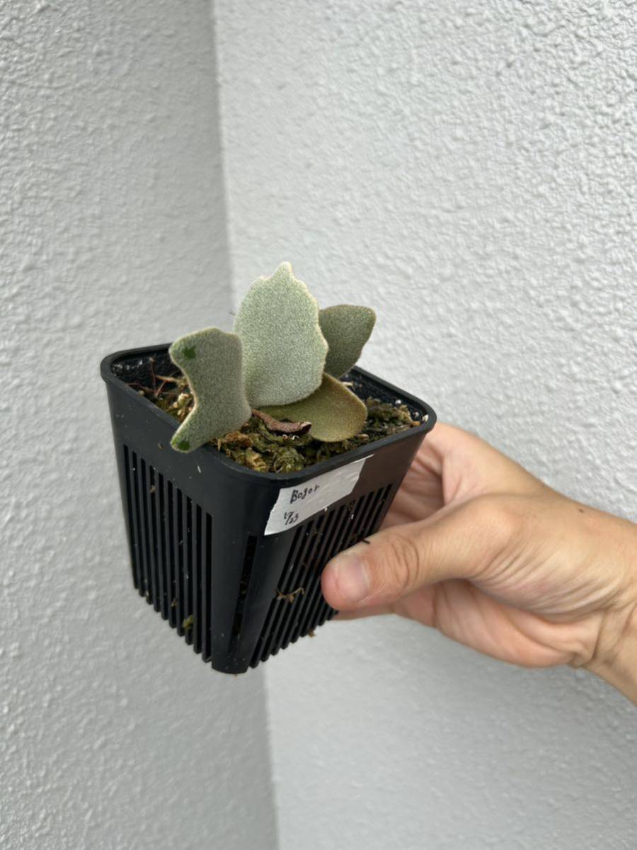 P.willinckii 'Bogor'(spore) ビカクシダ ボゴール 【公式通販】
