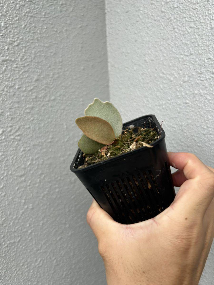 P.willinckii 'Bogor'(spore) ビカクシダ ボゴール 【公式通販】