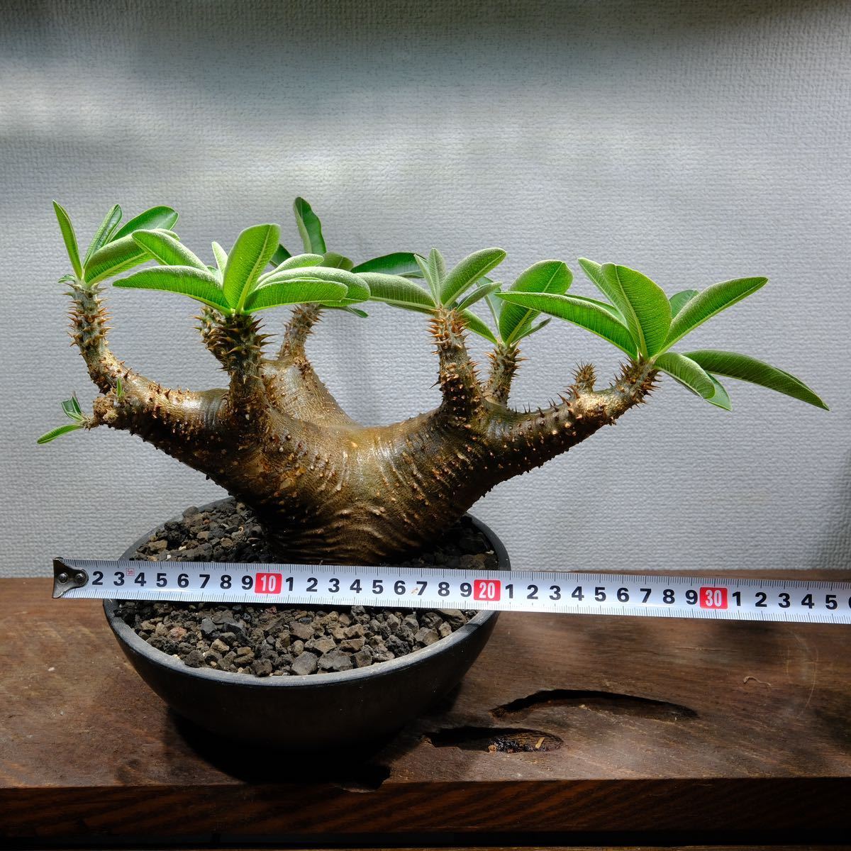 パキポディウムマカイエンセ/パキポディウム/マカイエンセ/発根済/現地