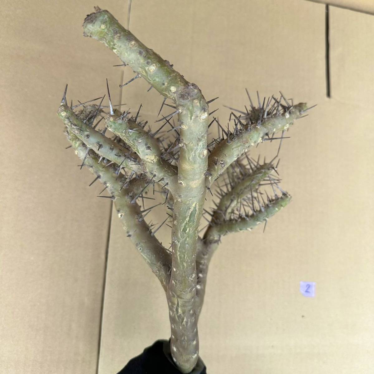 2. Sarcocaulon herrei / サルコカウロン ヘレー 竜骨城
