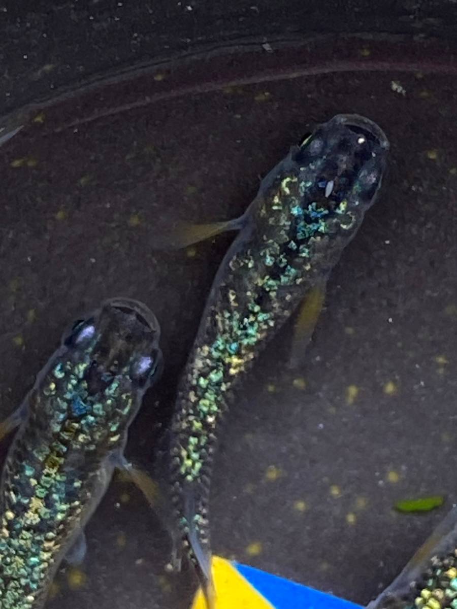 【めだか魂】令和黒ラメ幹之サファイア 2ペア 令和ラメ、サファイア、ラズリー、青ラメ