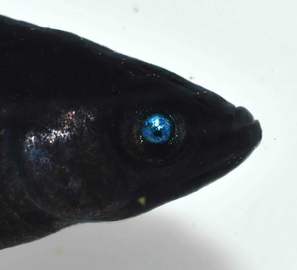 ☆あいちゃんメダカ☆　鴉羽ブルーアイ　稚魚　5匹