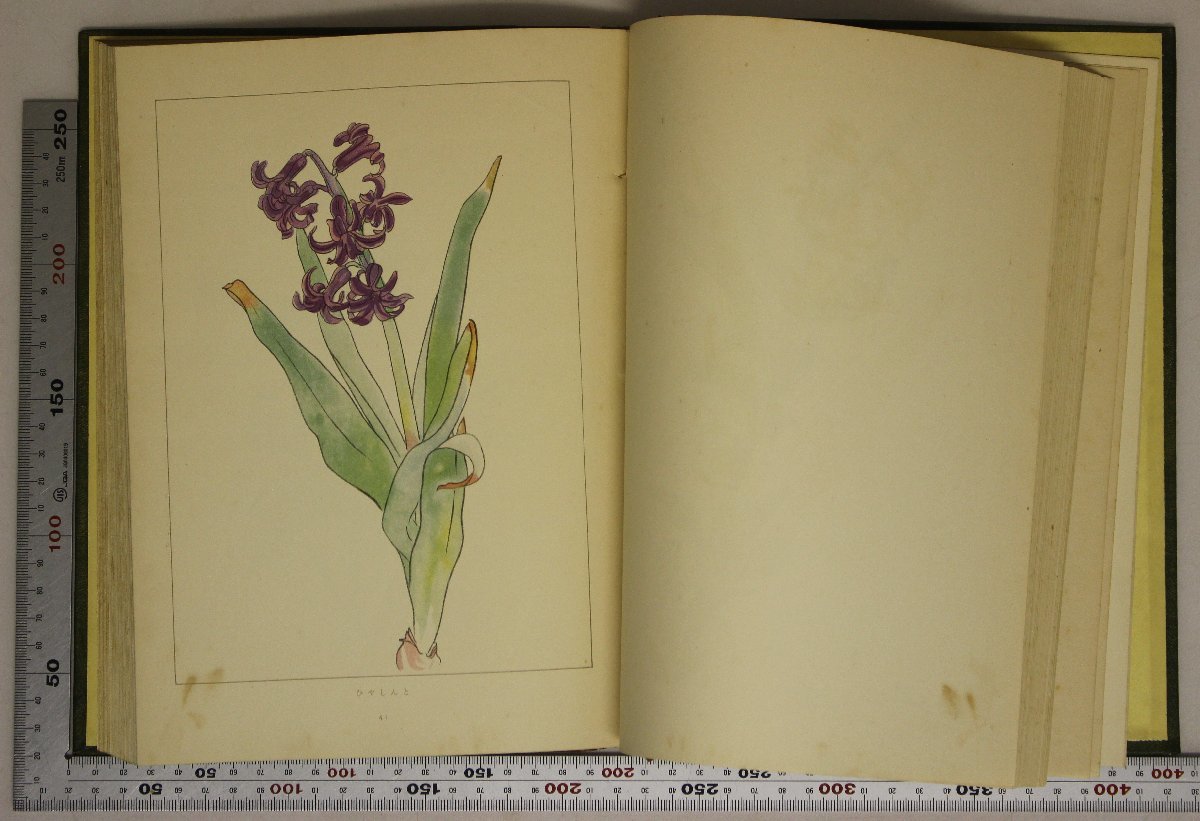 植物『萬花図鑑 正編8冊+続編4冊 全12冊』辻永 平凡社 補足:ぢんちゃう 