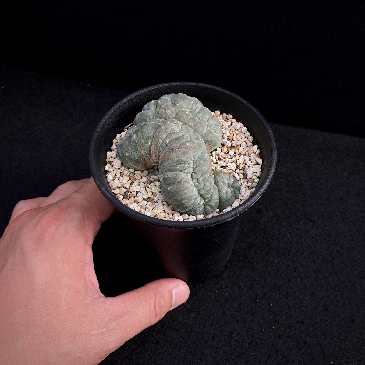 銀冠玉 実生 モンスト ロフォフォラ 銀冠玉モンスト 実生 綴化